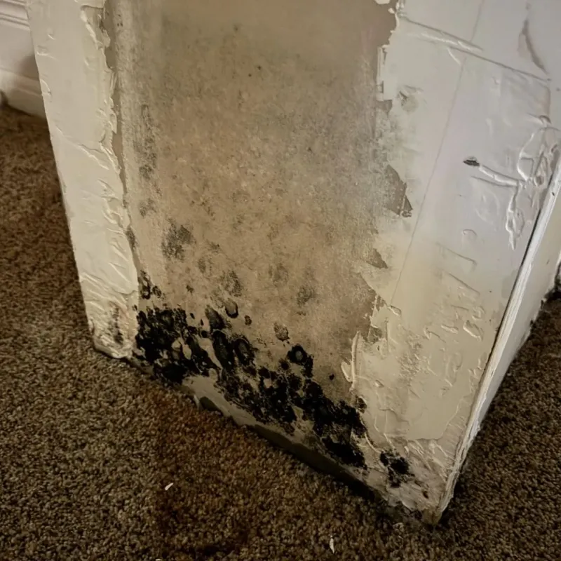 Professional Mold Removal in Clarks Green, PA